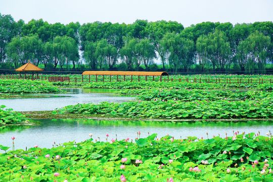 Lotus Grand View Garden