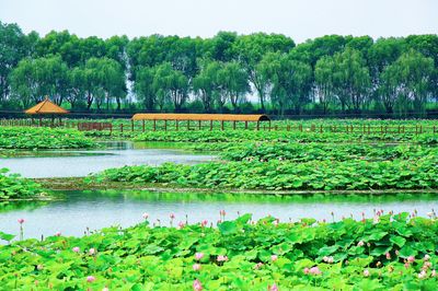 Lotus Grand View Garden
