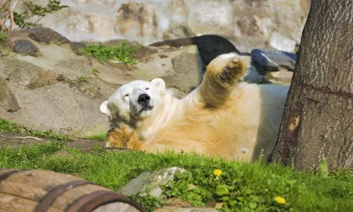 Zoo di Edimburgo