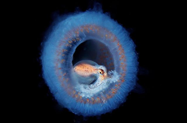 Underwater Photographer of the Year | The Atkins Building