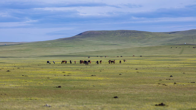 Xilamuren Grassland Flower Sea Ranch