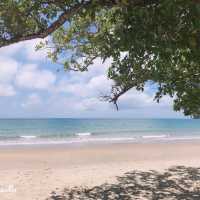 Daintree Rainforest 