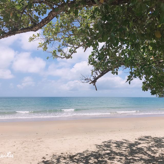 Daintree Rainforest 