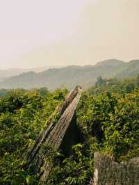Rainforest hiking adventure