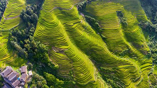 Longji Rice Terrace