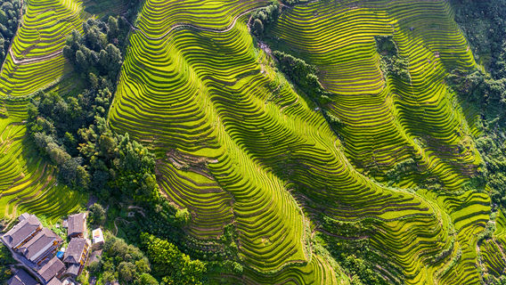 Terraced Fields Viewing in Longsheng