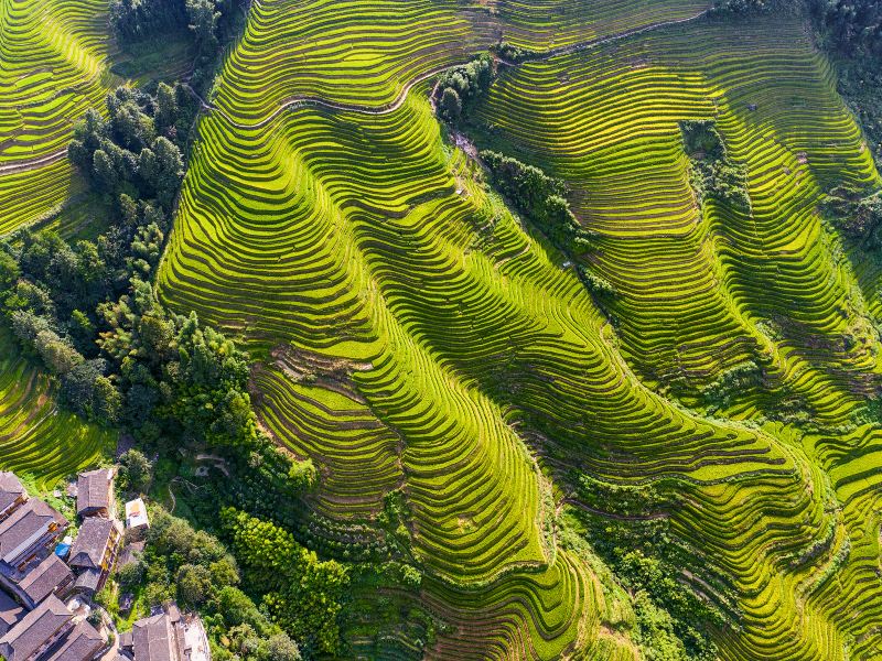 Longji Rice Terrace