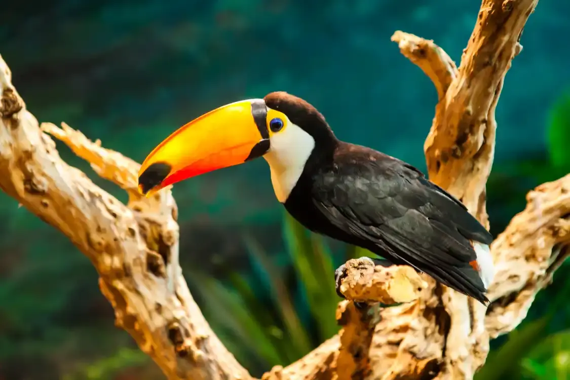 動物主題公園(武漢天地壹方購物中心店)附近的飯店