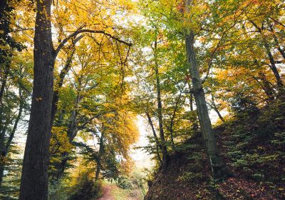 Hemu Forest Park