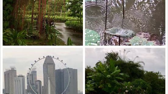 公园并不算大的，这里和新加坡其他的公园都差不多的，植物非常茂