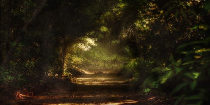 Foret de Chantilly