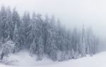 Cypress Mountain