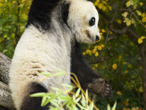 Bifengxia Panda Reserve