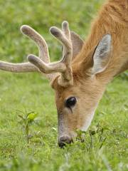 Fossil Rim Wildlife Center