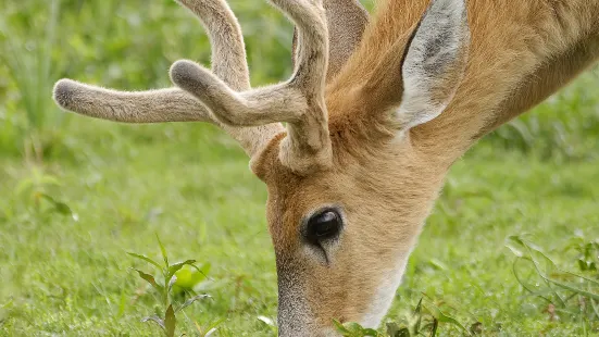 Fossil Rim 野生動物保護區