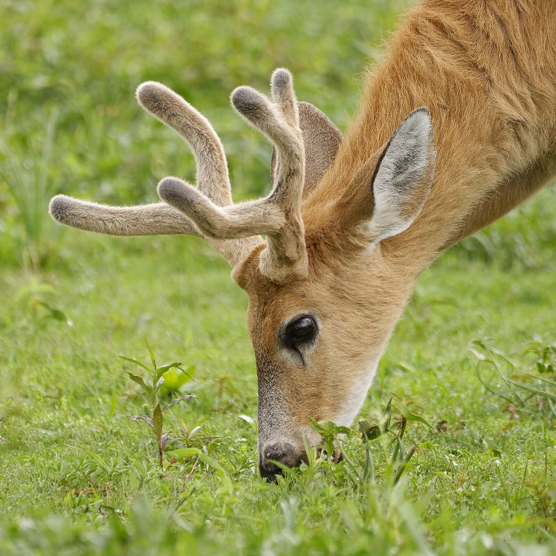 Fossil Rim Wildlife Center