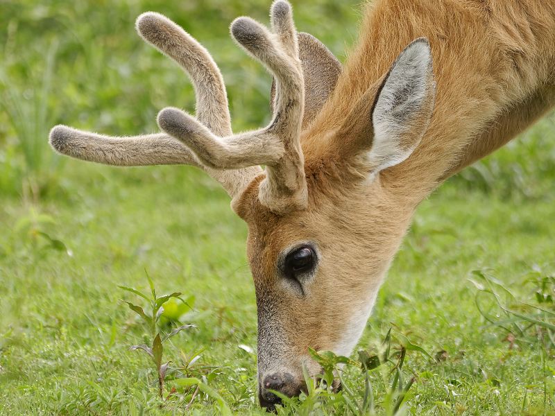 Fossil Rim Wildlife Center