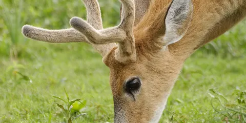 Fossil Rim 野生動物保護區