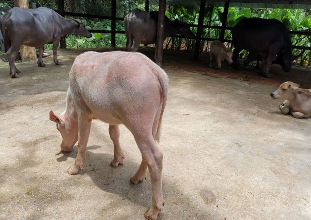 Hainan Tropical Wildlife Park