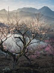 Jishan Plum Garden, Jinhua Town, Xiaoshan