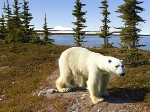 Polar Bear Provincial Park