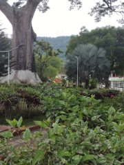 Victoria Caldas Parque Central