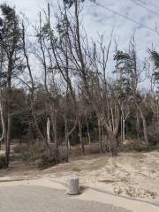 Jingfeng Huinvwan Gu Forest Ruins