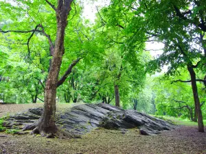 Pioneer Park