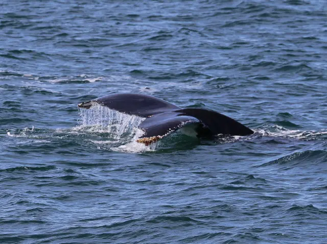 Whale Watching At Sea in Perth
