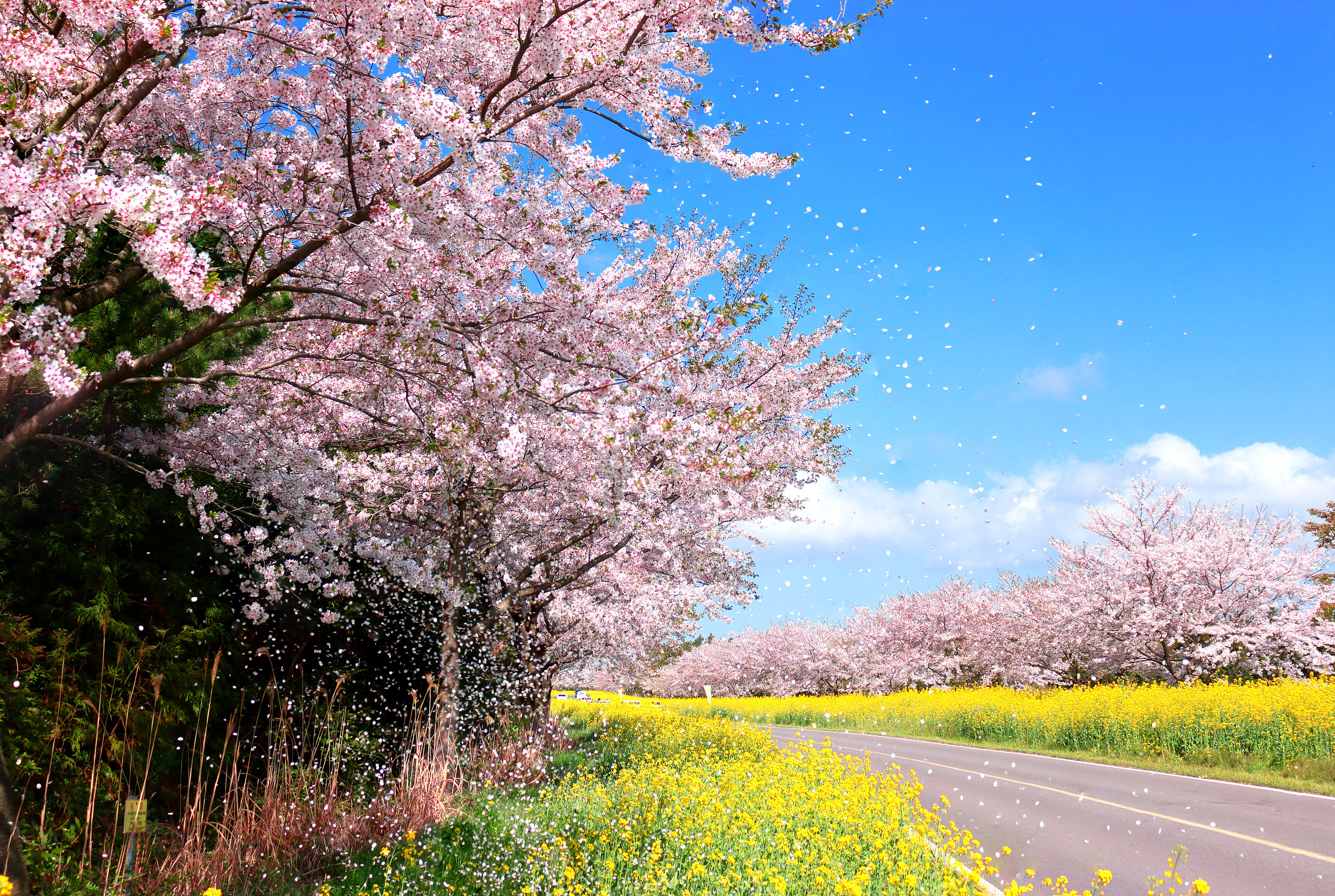 鹿山路油菜花路