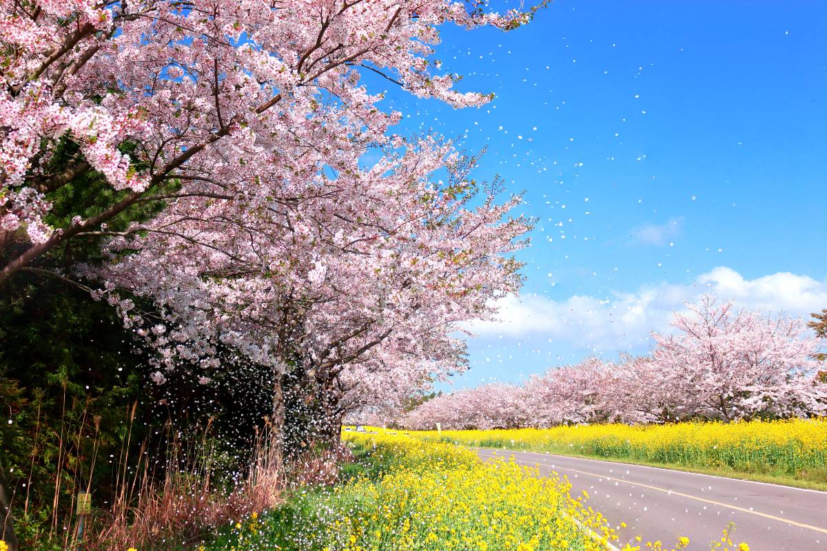 후쿠오카 4월 축제