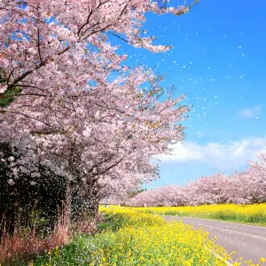 鹿山路油菜花路