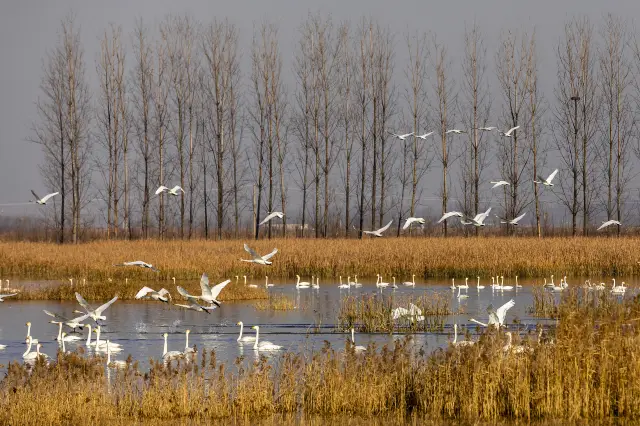 Bird watching in Shanxi Wetlands