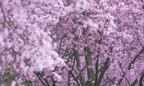 สวนพฤกษศาสตร์เฉิงตู