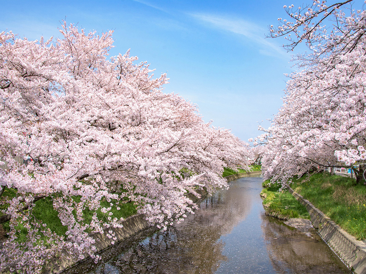 Iwakura Cherry Blossom Festival | Iwakura