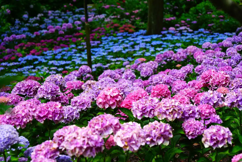 Hydrangea Season at Mimuroto-ji Temple | Mimuroto-ji Temple