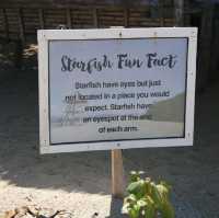 Starfish Island, Palawan