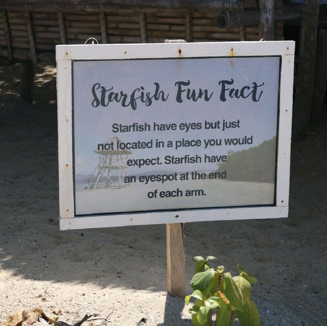 Starfish Island, Palawan