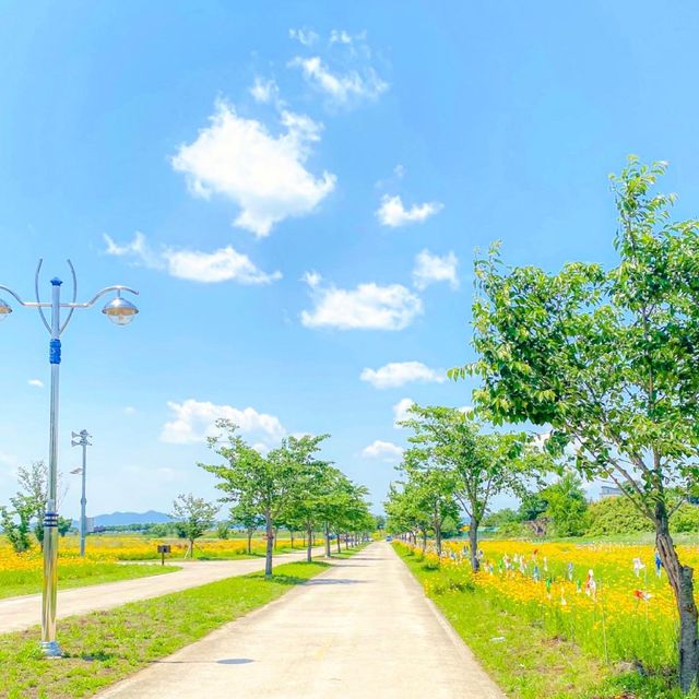 금계국 명소인 밀양 명례성지