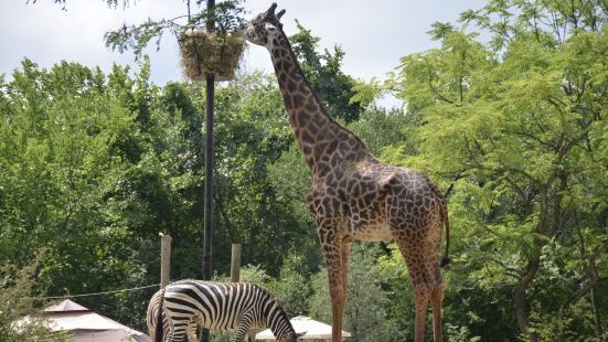 只能說是一間合格的動物園吧，傳統的動物這裏都能看到，但是感覺