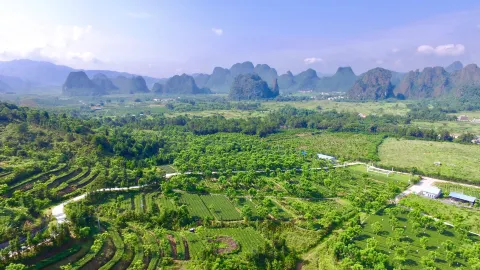 T3.Organic Tea Plantation attraction in 잉더