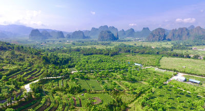 T3.Organic Tea Plantation