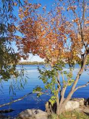 Forest Scenic Area, South of Nanhu Park, Changchun City