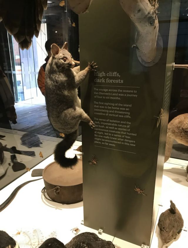塔斯馬尼亞博物和藝術館