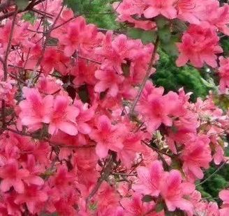 金达莱花是韩国人民特别喜爱的花呢，每当金达莱花盛花期的时候，