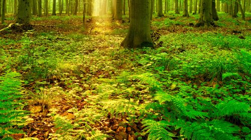 Jasmund National Park