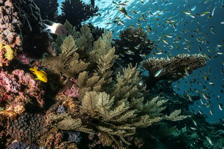Bunaken National Marine Park