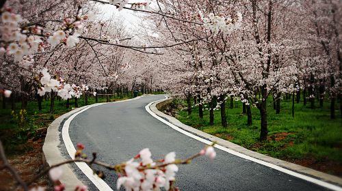 핑바 농장 벚꽃 정원