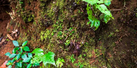 東部華僑城-濕地花園