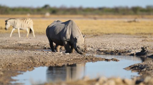 Etosha National Park